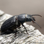 Kłopotek czarny (Spondylis buprestoides)