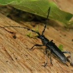 Kozioróg bukowiec – drewnożernym chrząszczem z rodziny kózkowatych