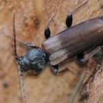 Ściga Matowa – czym jest, gdzie występuje drewnożerny chrząszcz